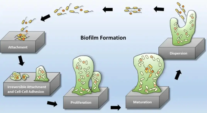 纯化水系统生物膜的形成机制、检测方法与去除策略
